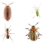Quali Sono le Specie Infestanti?