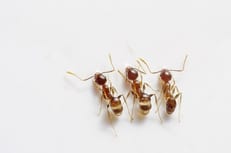Disinfestazioni Rimini - Una volta identificata la specie di formiche coinvolta, è fondamentale rimuovere tutte le fonti di attrazione che potrebbero attirarle Disinfestazioni Rimini - Una volta identificata la specie di formiche coinvolta, è fondamentale rimuovere tutte le fonti di attrazione che potrebbero attirarle