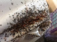 Puntura cimici dei letti, infestazione, contagio Disinfestazione Cimici Dei Letti Rimini