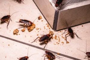 Disinfestazione Rimini - Blatte