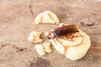 Come Eliminare le Blatte