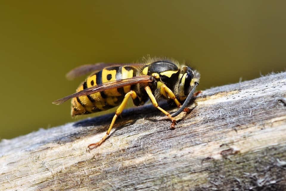 Puntura di vespe rimedi naturali e consigli