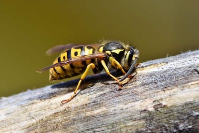 Puntura di vespe rimedi naturali e consigli