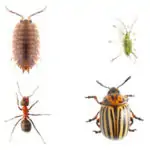Quali Sono le Specie Infestanti?