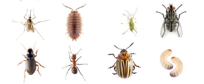 Quali Sono le Specie Infestanti?