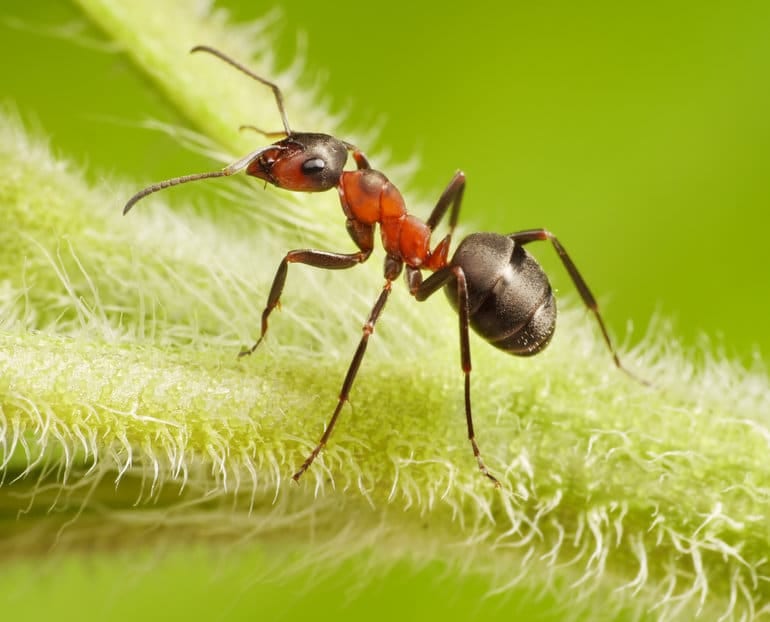 Tra i vari metodi di disinfestazioni formiche si possono utilizzare insetticidi di varie formulazioni, oppure trappole per formiche Tra i vari metodi di disinfestazioni formiche si possono utilizzare insetticidi di varie formulazioni, oppure trappole per formiche