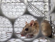 Ratto in trappola